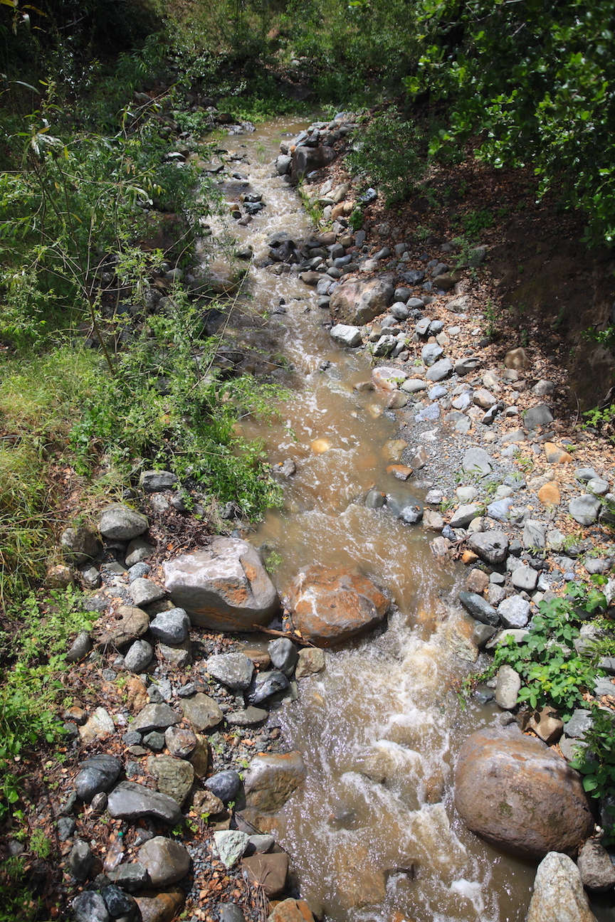 Vasona Creek - Phase I