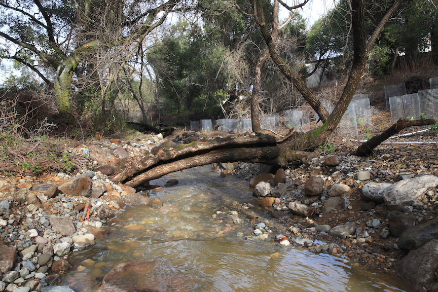 Vasona Creek Phase II
