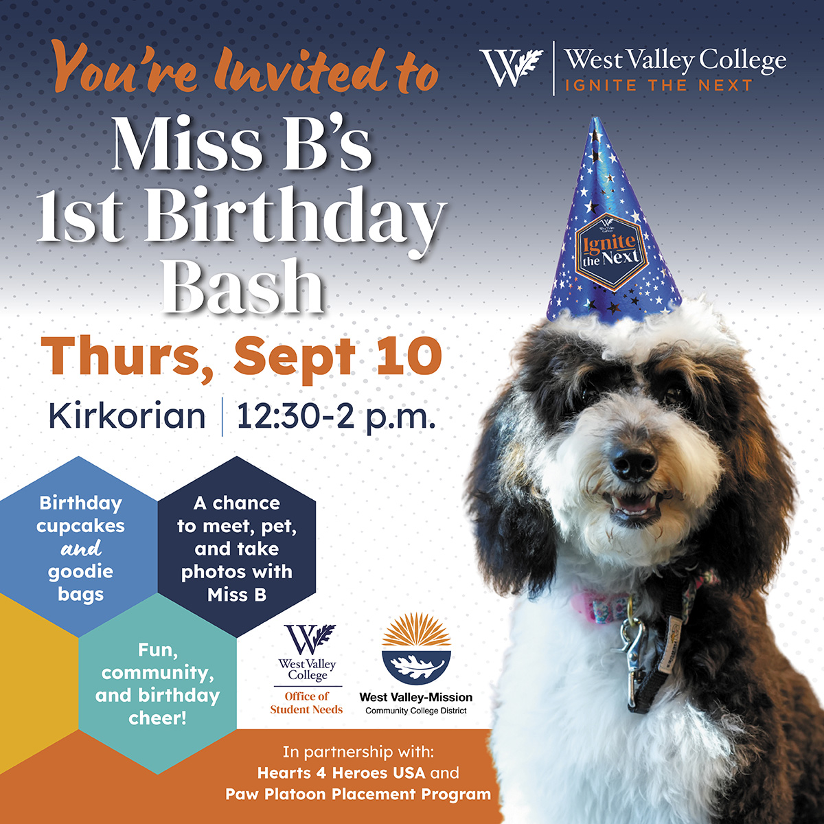 miss b, a mount bernese therapy dog wearing a party hat