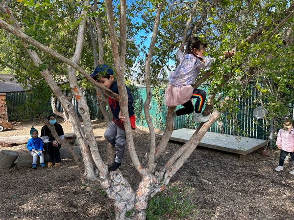 Children climbing in tree