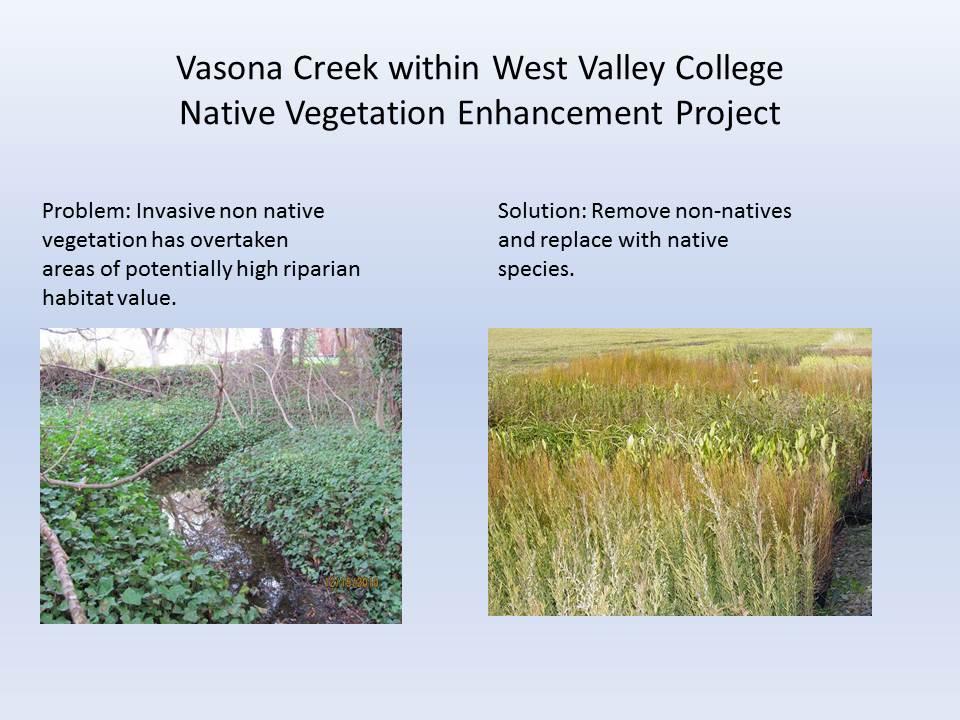 Vasona Creek Native Vegetation Enhancement Project