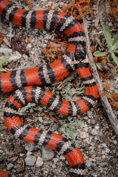 Coast Mountain King Snake