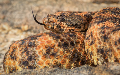 Southwestern Speckled Rattlesnake