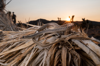 Western Patchnosed Snake