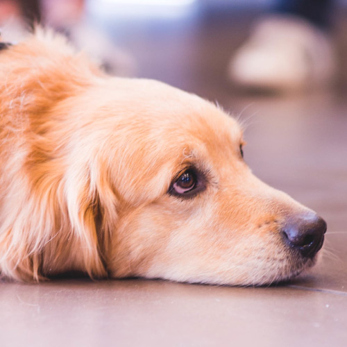 Service dog at event