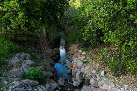 West Valley College Creek and Foliage