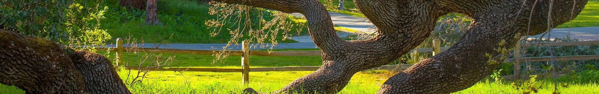 content header image