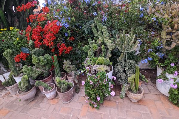 Plants at Larco entrance