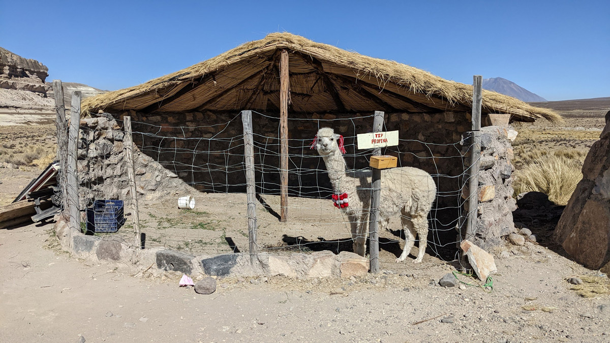 Decorated llama