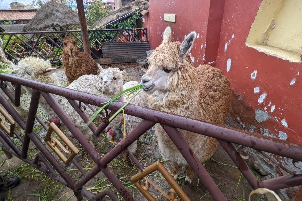 Alpacas and llamas at Llama Land