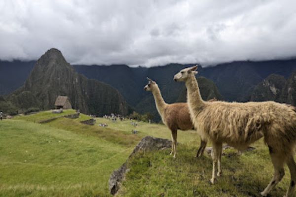 Machu Picchu